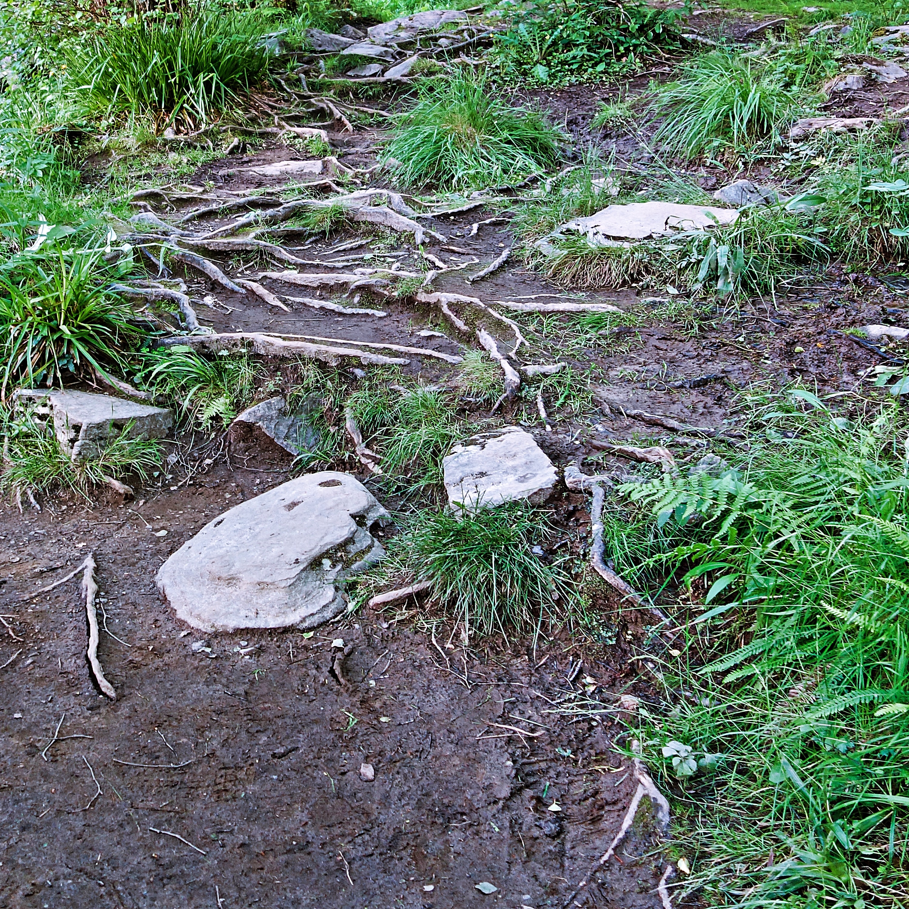 gray stone on green grass