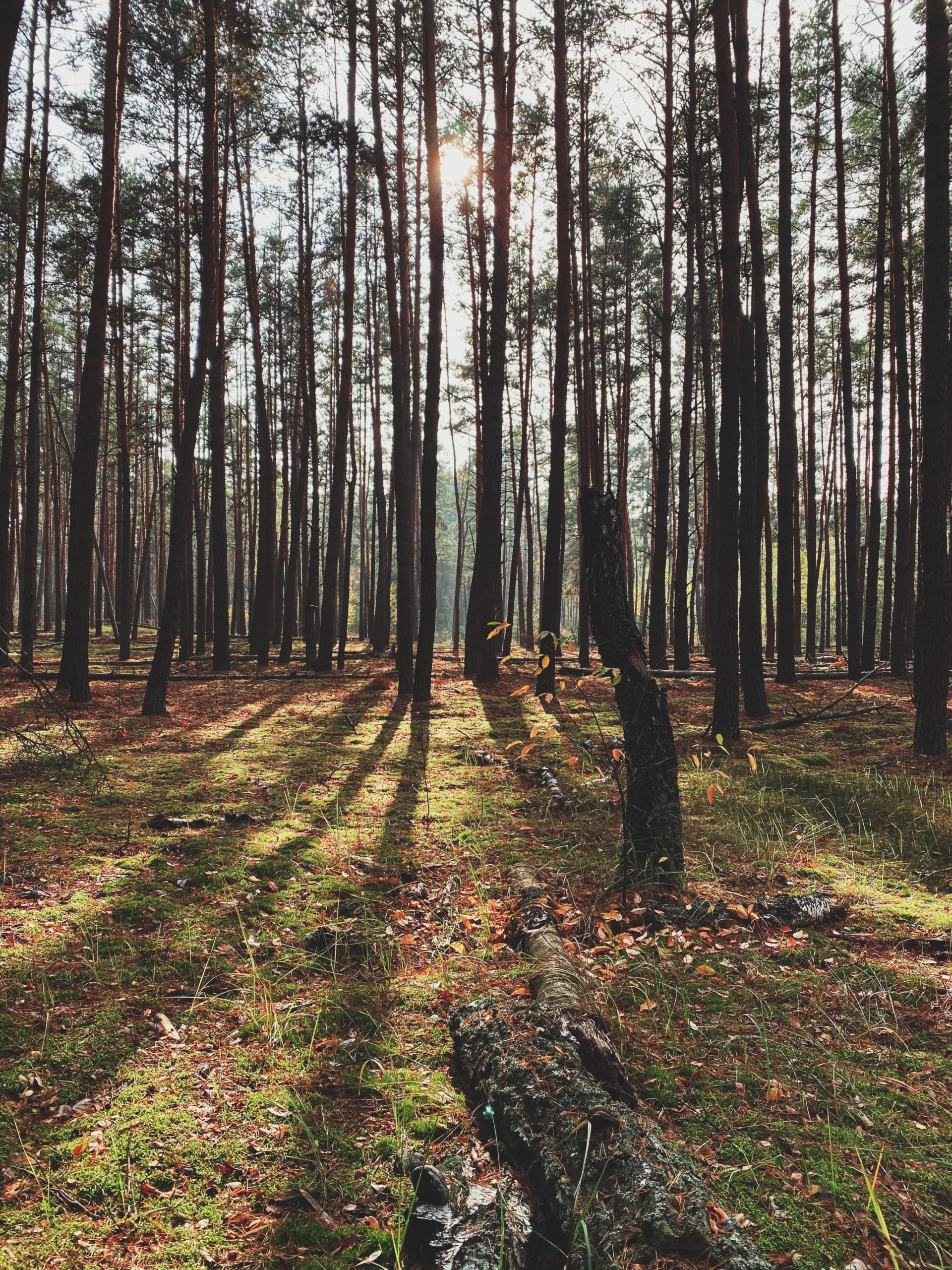 green-leafed trees during daytime