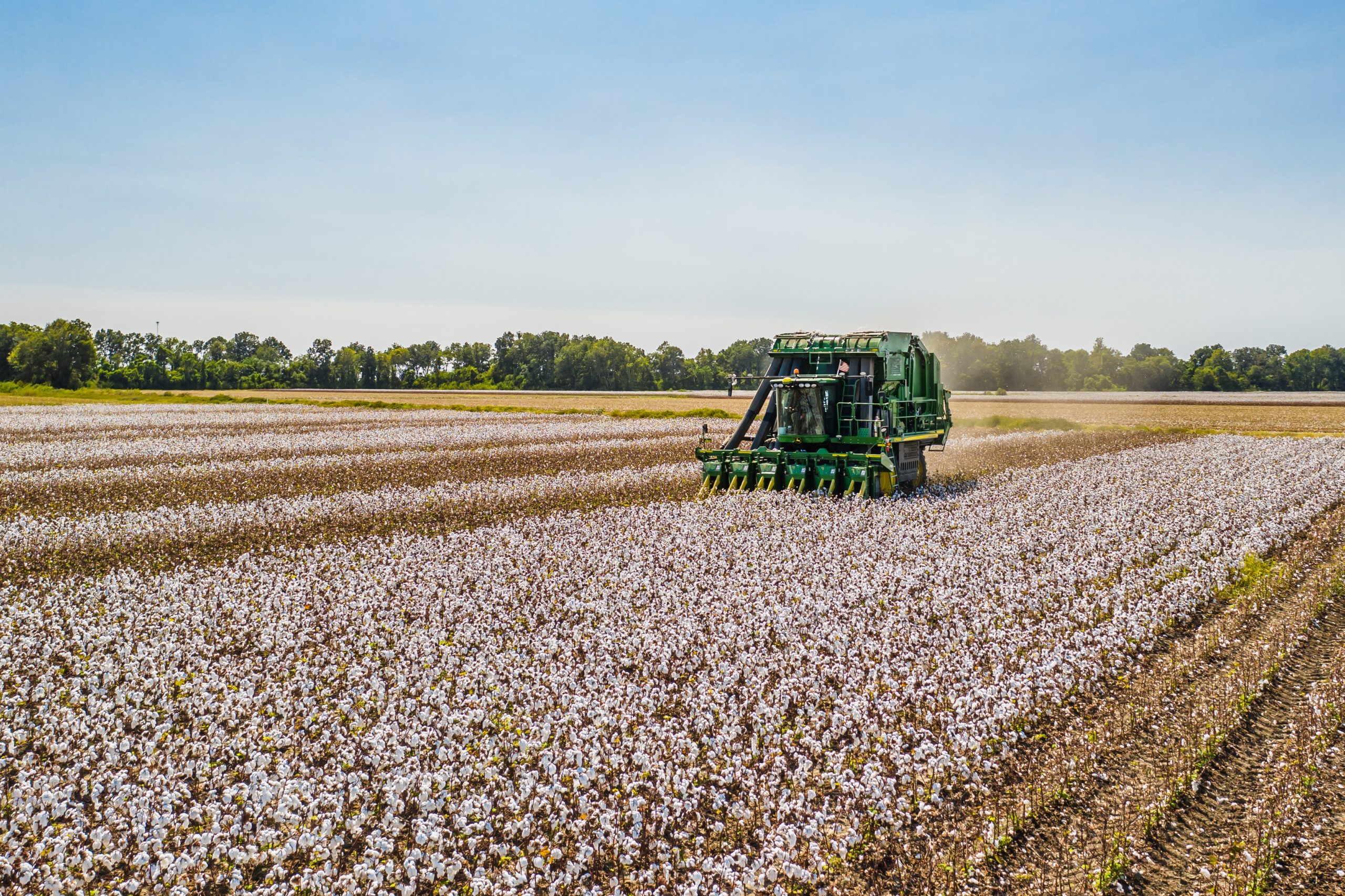 Cotton harvest in fall on Louisiana farm. John Deere cotton picker machine in field.